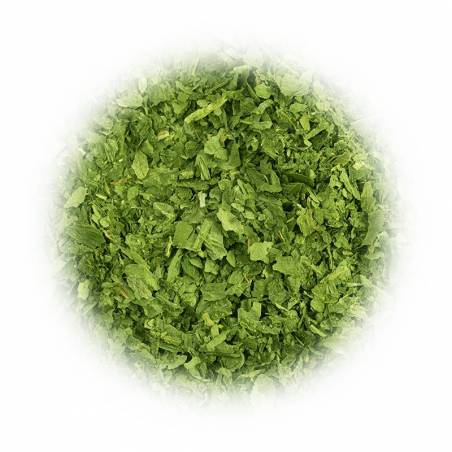 Czosnek niedźwiedzi