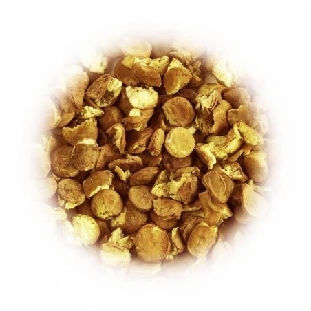 Kiełki soczewicy brazowej wielkoziarnistej