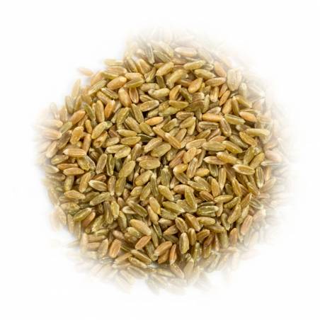 Orkisz zielony ziarno Grünkern