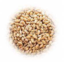 Pszenica okrągłoziarnowa...