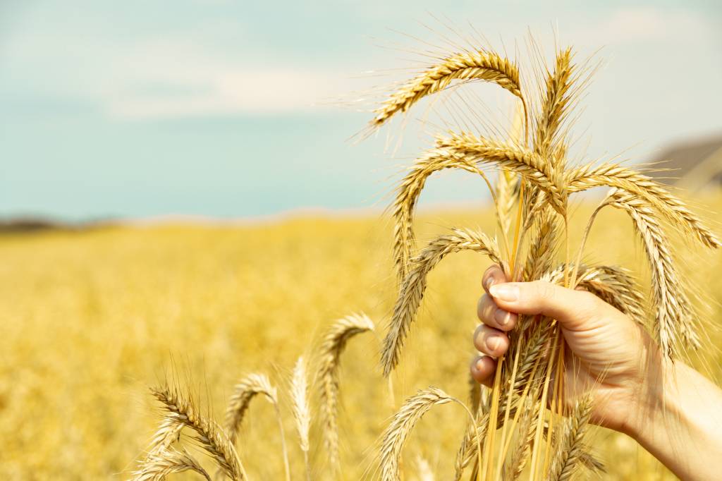 Gluten - dobry czy zły?